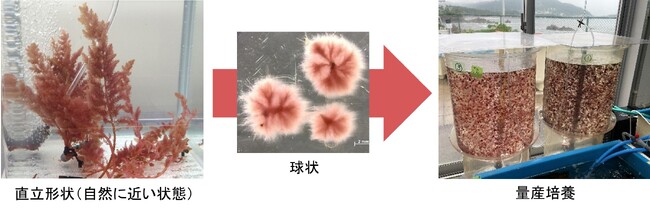 牛のげっぷ中のメタンガスを抑制する海藻の量産培養手法を開発