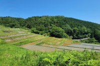 【公立／静岡文化芸術大学】学生団体｢引佐耕作隊｣による｢久留女木の棚田｣での米の脱穀が完了！　収穫したお米「久留女木　棚田の恵｣は1月15日から販売