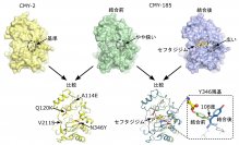 抗菌薬耐性酵素が変異を重ねて高度耐性の表現型を獲得する
巧みな分子メカニズムを原子レベルで解明