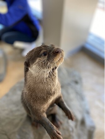 3年10か月、たくさんの笑顔をありがとう　コツメカワウソの「ちゃちゃ」が伊豆・三津シーパラダイスに引っ越します