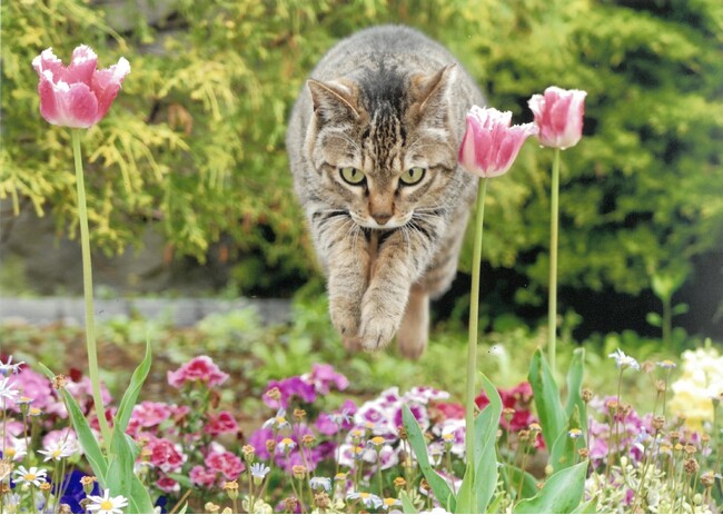 大佛次郎記念館が猫一色!?