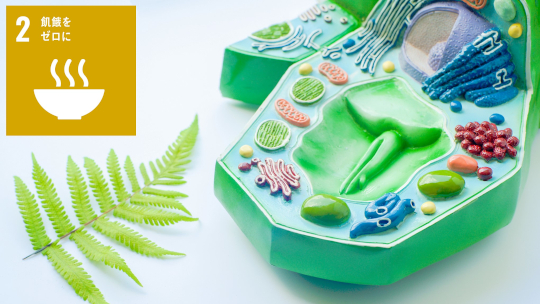 画像解析で明らかになった植物受精卵の内なる 秘密-非対象な細胞分裂の位置の謎に迫る-