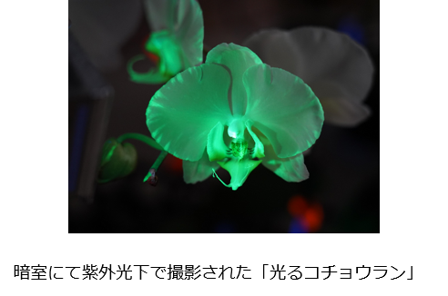 ブラックライト下で輝く「光るコチョウラン」を開発2月7日（水）～ 「世界らん展2024」で世界初公開