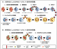 【鳥取大学×東京薬科大学】ヒト染色体領域のクローニングを飛躍的に改善する技術を開発～マウス人工染色体を用いたヒトゲノム研究・創薬研究を加速～
