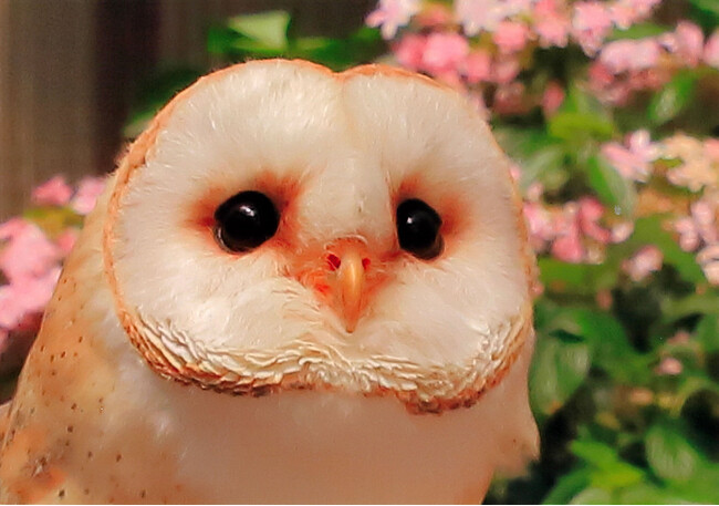 富士花鳥園：新リターン「メンフクロウ「あんず」ちゃんのアクリルスタンド」の販売を開始しました。