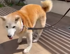 高齢犬への幹細胞投与によるQOLの改善および診療費抑制効果を確認