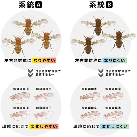左右非対称さは「環境変化への柔軟性」と関係する　遺伝しない変異と進化との間の新たな関連を発見