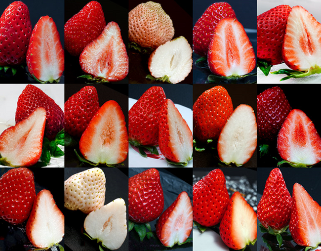 【1月15日 いちごの日】全国の産地から厳選した苺15種類を一度に食べられる「いちご15種食べ比べ PREMIUM」が初登場。新品種も試せます。