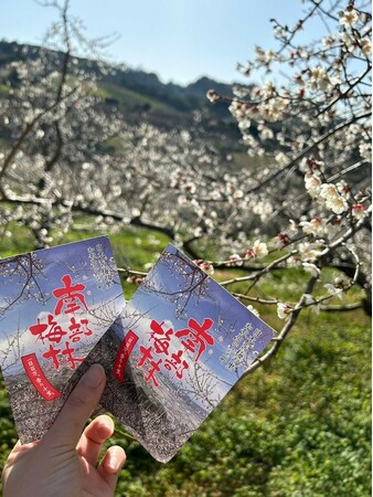 【JAF和歌山】「一目百万、香り十里」　南部梅林で使えるアプリクーポンを配信します。