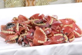 入れ歯供養祭で集まった義歯 入れ歯供養祭で集まった義歯