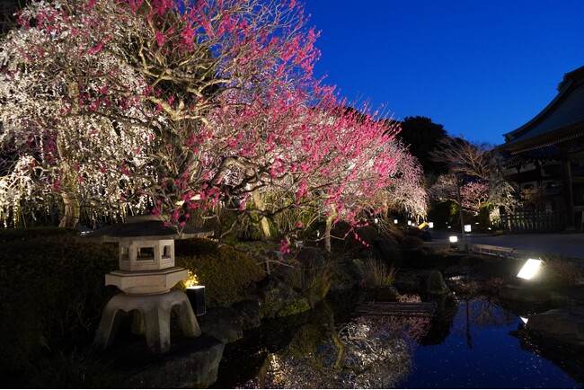 鎌倉 長谷寺の梅