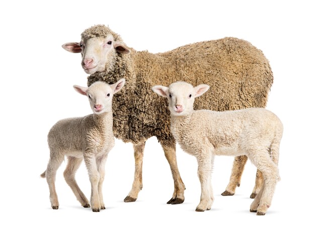 福岡に新設立の株式会社GOAT、EC業界に注目集まる。
