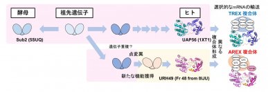 mRNAを核から細胞質へ輸送するバルクmRNA輸送体の構成因子を解明