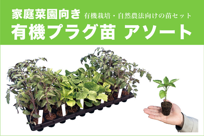 【限定300セット】家庭菜園向き「有機プラグ苗」新発売！！ 夏野菜5品種×10苗セット・レア有機JAS規格適合（公益財団法人 自然農法センター）