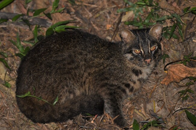 西表島におけるイリオモテヤマネコの無事故日数365日を達成しました