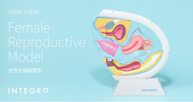 月経カップのインテグロ、性教育や医療現場で活用できる「女性生殖器模型」を発売