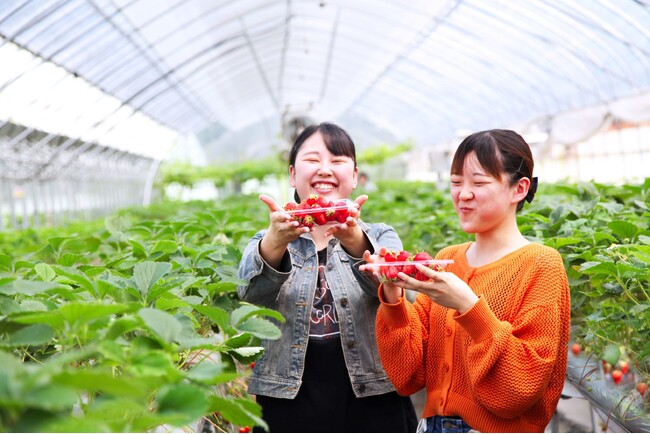 【契約農家でイチゴ狩り＆食べ放題60分】付き宿泊プラン☆人気の高設栽培♪ 甘くてジューシー！ 紅ほっぺ、とちおとめ