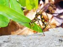 エゾオナガバチ エゾオナガバチ