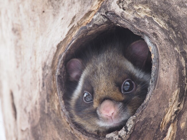 【ピッキオ】野生のムササビを観察して生態系を学ぶツアー「空飛ぶムササビウォッチング」を開催｜期間：2024年3月8日～11月30日