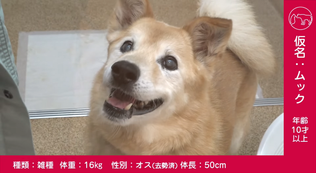 令和5年度第3回県動物愛護センターによる保護犬猫のオンライン譲渡会を開催します