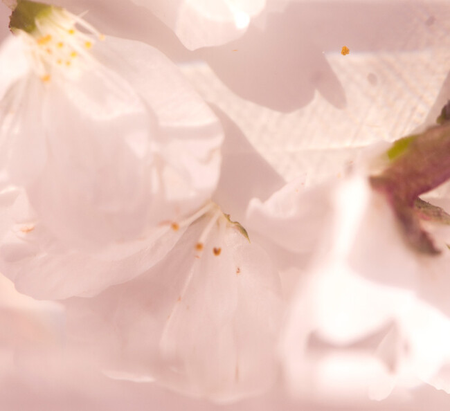 【SHIRO】LIMITED FRAGRANCE さくら219