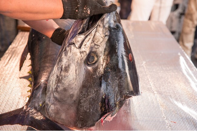 浜松仲卸 まぐろの海商の即売会!鮪匠の認定解体師が魅せるまぐろ解体ショーは、2024年1月28日10時スタート