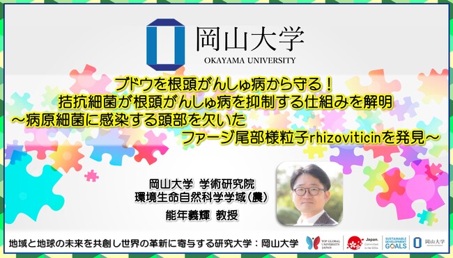 【岡山大学】ブドウを根頭がんしゅ病から守る！ 拮抗細菌が根頭がんしゅ病を抑制する仕組みを解明～病原細菌に感染する頭部を欠いたファージ尾部様粒子rhizoviticinを発見～
