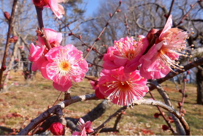 早春の花が咲き始めました！（国営武蔵丘陵森林公園）