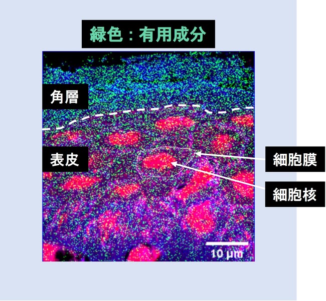 資生堂、肌内部へ浸透した有用成分の分布を細胞レベルの解像度で可視化し、機能性や安全性の加速へ　～化粧品・医薬部外品成分の浸透経路や標的細胞への送達状態などの情報を取得し、処方設計へ応用～