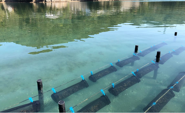 【新春セール開催中】美しい海で育ったあまべ牡蠣とは...