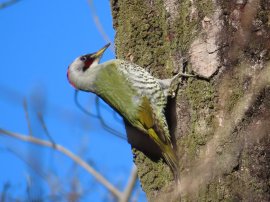 鳴き声に特徴があるアオゲラ 鳴き声に特徴があるアオゲラ