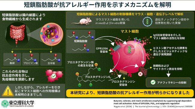 短鎖脂肪酸がアレルギーを抑制する作用機構を解明