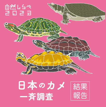 2023年「日本のカメ一斉調査」の調査結果まとまる