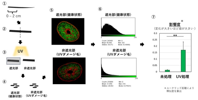 紫外線による毛髪への影響度の新たな可視化＆数値化方法を実現
