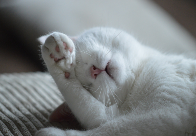 2/22の猫の日を記念して、Tierを猫でいっぱいに！「うちの子ニャンバーワン選手権」を開催