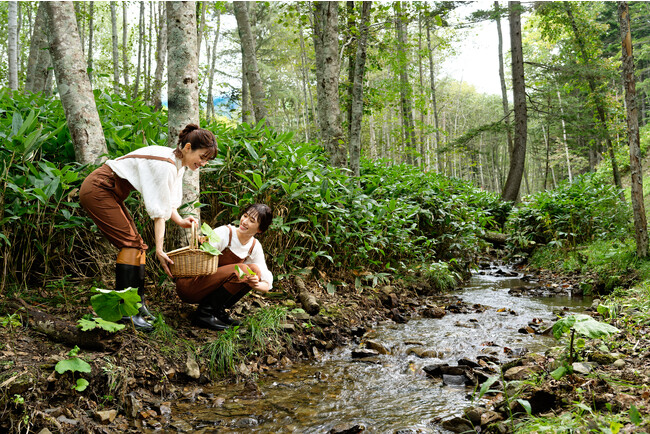 【星野リゾート　トマム】収穫からディナーまで山菜を堪能「ワイルドハーブディナー」提供｜期間：2024年5月8日～31日
