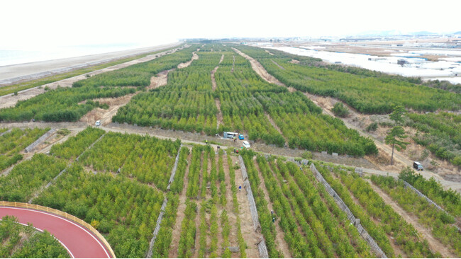 宮城県名取市海岸防災林で間伐（本数調整伐）が進んでいます
