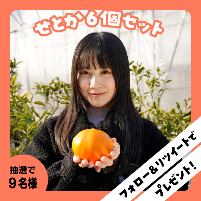 【まじめえひめ公式Xプレゼントキャンペーン】愛媛・伊予観光大使のSTU48 中村舞さんが収穫体験した“柑橘の大トロ”「せとか」をプレゼント！