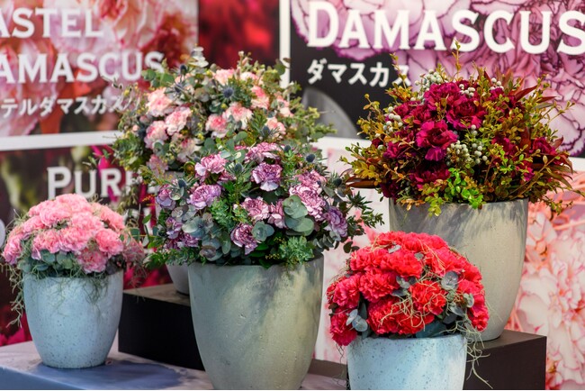 花の本場オランダ発！！デュメンオレンジ社が開発に情熱を注ぐ 切花カーネーション「ダマスカスシリーズ」を大田花き市場にて展示。