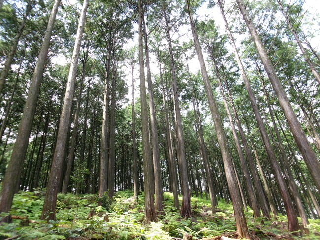 海と山の幸にめぐまれた美しいふるさと・三重県尾鷲市で取り組む森林経営活動がJ-クレジット制度に登録