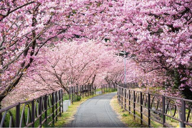 春を先取り！2月に桜を愛でる「河津桜まつり」、3月「伊豆高原桜まつり」 自家源泉かけ流しの湯宿で春よ来い♪
