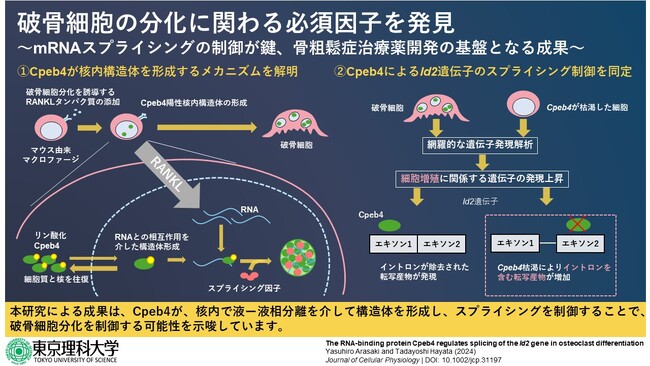 破骨細胞の分化に関わる必須因子を発見