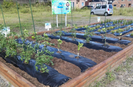 【SDGs花壇 移転前の様子】 【SDGs花壇 移転前の様子】