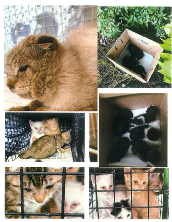 多発する猫遺棄事件につき、告発状が受理されました。