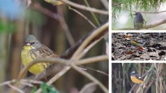 2月24日(土)に小山田緑地にて野鳥観察会を開催します!