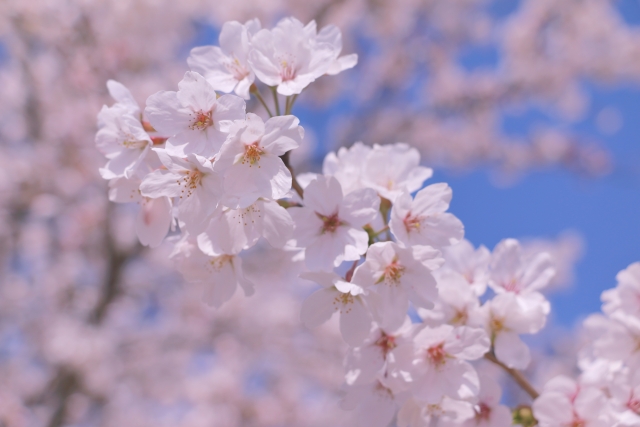 「春のウィッグまつり」開催！／＜花粉シーズン到来！ダメージヘアはキューティクルにも花粉が付着する！？＞見落としがちな“髪の花粉ケア”を解説