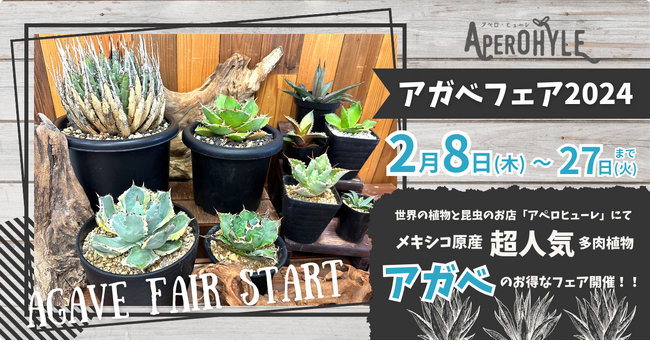 【世界の植物と昆虫のお店~アペロ・ヒューレ】アガベマニアに大人気！アガベフェアを開催！！