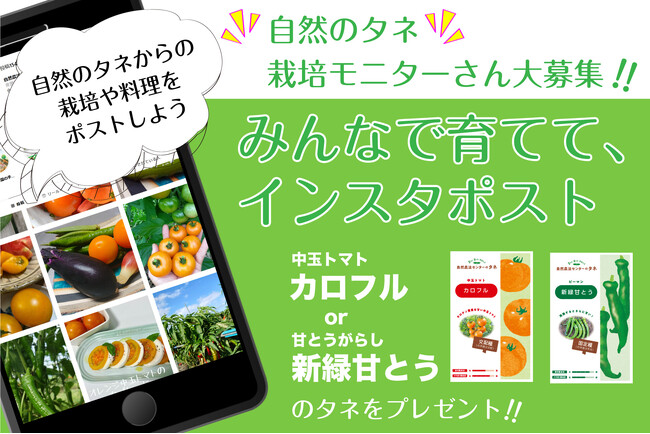 【自然のタネ 栽培モニターさん募集中!!】みんなで育ててインスタポスト、人気のオレンジトマトと甘とうがらし（公益財団法人 自然農法センター）