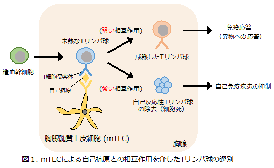 免疫の不思議：免疫はなぜ、自己組織を攻撃しないのか　ー自己免疫疾患を防ぐ胸腺オートファジーの誘導機構を解明ー