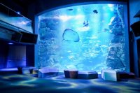 【京都水族館】「京の海」エリアリニューアル
京都の海に没入する四つの記念イベントを開催